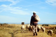 [audio mp3="https://radiomaria.org.ar/_audios/17841.mp3"][/audio] 9/12/2014 - “¿Qué les parece?.  Si un hombre tiene cien ovejas, y una de ellas se pierde, ¿no deja las noventa…