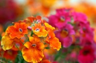 01/09/2025 - Con la llegada de septiembre, la naturaleza nos regala una de sus estaciones más hermosas, un tiempo de renovación que invita…