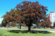 20/06/2018 – El árbol fue el símbolo que eligió María Gloria Ladislao para este martes, recordando que cada uno de ellos “proporciona alimento,…