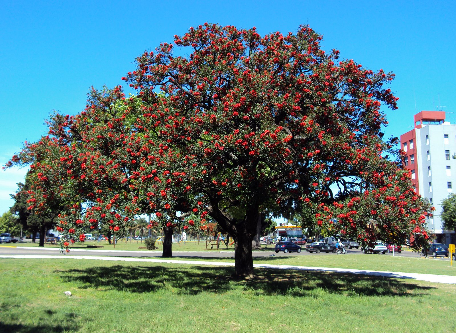 Con sus adornos rojos, el árbol de Navidad une el nacimiento de Jesús con  su Pascua - Podcast