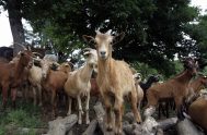 29/08/2018 – Al hablar de las cabras y su presencia en la Palabra de Dios, María Gloria Ladislao comenzó diciendo que “estos animales…