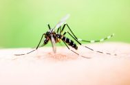 04/04/2024 – El brote histórico de dengue continúa afectando al país. Durante esta temporada, que inició a finales de julio de 2023, ya…
