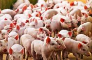 28/07/2020 – La iniciativa que trascendió desde el Gobierno, implicaría multiplicar la producción local de cerdos, para luego exportar la carne a China, donde…