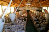 21/09/2020 –  En “Cuidar la Creación” el especialista Agustín Luna analizó la posibilidad de la cría de cerdos en Argentina para exportar a…
