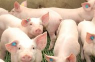 03/11/2021 –El negocio local del cerdo está planteado en dos frentes: por un lado, abastecer al mercado interno y por otro, llegar a…
