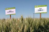 31/05/2022 – El Ministerio de Agricultura de la Nación completó  la aprobación del “trigo HB4”, el primer trigo transgénico del mundo. Esto habilita a…