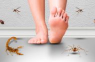 08/12/2022 –  La llegada del verano y las altas temperaturas provoca la aparición de arañas, insectos y alacranes o escorpiones, por lo que especialistas…
