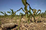 06/12/2022 – En Argentina hay 163 millones de hectáreas afectadas por la sequía, en las diferentes regiones y de este total, hay 22 millones…