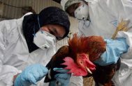 27/02/2023 – La gripe aviar o influenza aviar altamente patógena (Iaap) ya es una preocupación para Argentina, como lo es para otros tantos…