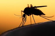 27/03/2024 – Según el Boletín Epidemiológico Nacional del Ministerio de Salud de la Nación, Argentina está atravesando el mayor brote de dengue de…
