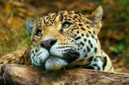 08/02/2024 – En la Reserva de Vida Silvestre Uruguaí lograron registrar, por primera vez en el lapso de 1 año, a los seis…