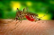 29/04/2024 – Luego de que se registrara el mayor índice de contagios por dengue en Argentina, se reportó la primera muerte de un…