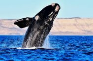 23/07/2024 – El 23 de julio de 1986 la Comisión Ballenera Internacional (CBI) instauró el Día Mundial Contra la Caza de Ballenas, hoy…