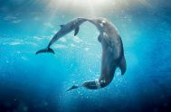 https://www.youtube.com/watch?v=F2FDU-wQZOo 23/07/2024 - Como cada semana hoy tenemos “Martes de película” hoy Francisco Alday nos presenta Películas de ballenas, delfines y el mar.…