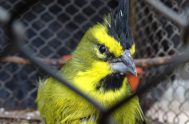 https://www.youtube.com/watch?v=EuFunm3x6LA 30/07/2024 - Compartimos el ciclo sobre las aves de nuestro país, en este caso una problemática muy triste, como es el tráfico…