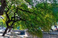 29/09/2024 – La ciudad de Córdoba se convertirá en el epicentro de la arboricultura en Argentina con la realización del VI Congreso Nacional…