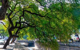 29/09/2024 – La ciudad de Córdoba se convertirá en el epicentro de la arboricultura en Argentina con…