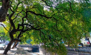 29/09/2024 – La ciudad de Córdoba se convertirá en el epicentro de la arboricultura en Argentina con…