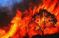 24/09/2024 – Los incendios en Córdoba que, sólo en este año, ya han arrasado con más de 20 mil hectáreas, han reabierto varios…