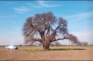 09/10/2024 – Silvia Alonso, coordinadora del movimiento Laudato Si de Argentina, invitó a recorrer la extensa y densamente poblada región Pampeana. Rosa y…