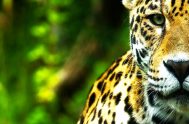 21/10/2024 – Los bosques nativos son esenciales para la vida en la Tierra. Albergan el 80 % de la biodiversidad terrestre del mundo,…