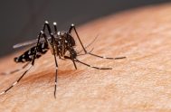 29/10/2024 – Con el calor, la humedad, las lluvias y la falta de previsión volverán los casos de dengue, la enfermedad que transmite…