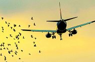 https://www.youtube.com/watch?v=j2yplX1uffs 06/01/2024 - La presencia de aves en los aeropuertos argentinos representa un riesgo significativo para la seguridad aérea. Las colisiones entre aves…