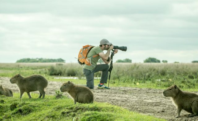 16/04/2025 - Con el yetapa de collar como emblema principal, el Parque Nacional Iberá se despliega en la ecorregión de los Esteros del Iberá, en la provincia de Corrientes.