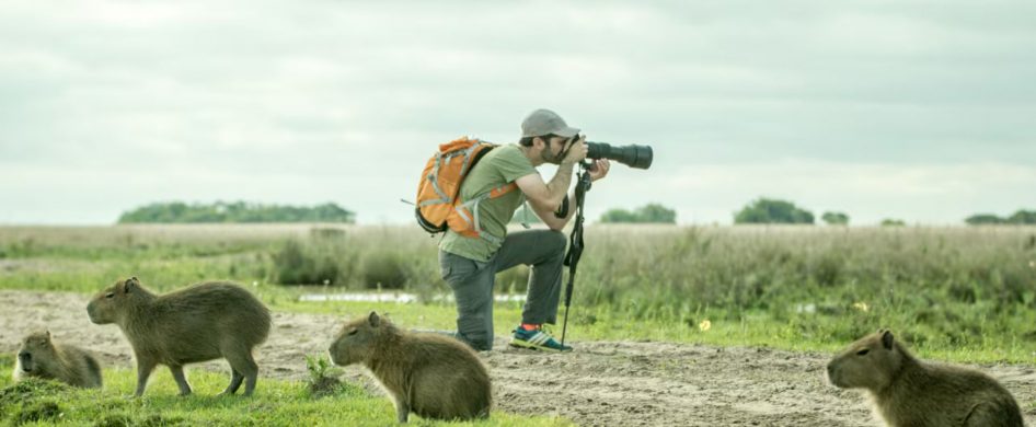 16/04/2025 - Con el yetapa de collar como emblema principal, el Parque Nacional Iberá se despliega en la ecorregión de los Esteros del Iberá, en la provincia de Corrientes.