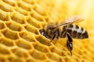 18/05/2025 - En el marco del Día Internacional de la Abeja, celebrado cada 20 de mayo, la Universidad Nacional del Nordeste (UNNE) se…