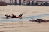 25/07/2025 - Desde hace unas semanas nos encontramos con noticias que muestran a ballenas varadas en el Río de la Plata y en…