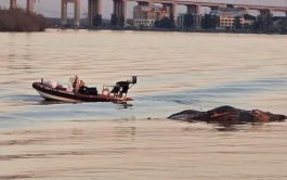 25/07/2025 - Desde hace unas semanas nos encontramos con noticias que muestran a ballenas varadas en el…