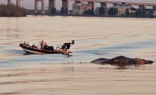 25/07/2025 - Desde hace unas semanas nos encontramos con noticias que muestran a ballenas varadas en el…