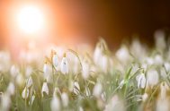 19/09/2025 - “El cristiano está llamado a ser una persona de primavera”, recordaba el papa Francisco. Pero, ¿cómo se vive esa primavera en…