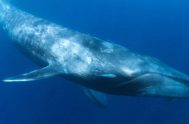 16/10/2025 - Cada semana descubrimos el fascinante mundo del Mar Argentino gracias al trabajo del Instituto de Conservación de Ballenas.