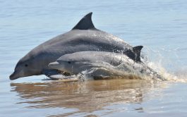23/10/2025 - Junto a la bióloga Aluminé Orce, del Instituto de Conservación de Ballenas, compartimos un nuevo…
