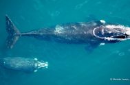 09/10/2025 - En el primer episodio de "Gigantes de Nuestros Mares" conocimos a la ballena franca, uno de los cetáceos que cautiva por…