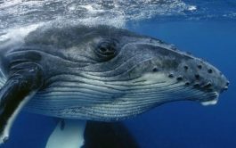 30/10/2025 - Junto al Instituto de Conservación de Ballenas compartimos el cuarto episodio de "Gigantes de Nuestros…