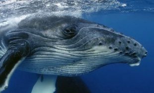 30/10/2025 - Junto al Instituto de Conservación de Ballenas compartimos el cuarto episodio de "Gigantes de Nuestros…