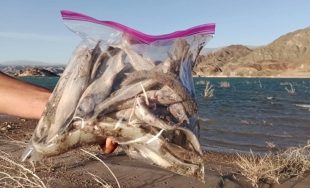 10/11/2025 - Integrantes de la Pastoral Laudato Si de la Parroquia San José, junto al administrador parroquial,…