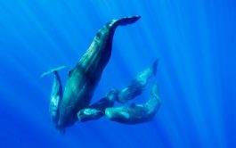 27/11/2025 – En el séptimo y último episodio de «Gigantes de Nuestros Mares» conocimos a los cachalotes.…