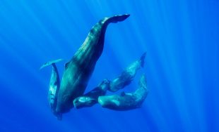 27/11/2025 – En el séptimo y último episodio de «Gigantes de Nuestros Mares» conocimos a los cachalotes.…