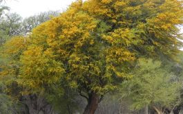 18/11/2025 - Compartimos el segundo encuentro de "Plantas de Mi Patria" junto al Ingeniero Agrónomo y Docente…