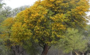 18/11/2025 - Compartimos el segundo encuentro de "Plantas de Mi Patria" junto al Ingeniero Agrónomo y Docente…