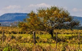 04/11/2025 - También llamado aromito o churqui, esta especie nativa está presente en el centro y norte…