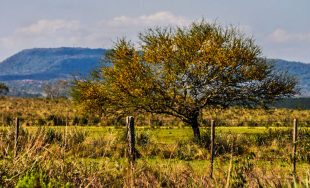 04/11/2025 - También llamado aromito o churqui, esta especie nativa está presente en el centro y norte…