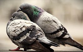 02/12/2025 - La presencia de palomas en las principales ciudades de Argentina, como Córdoba, Rosario y Santa…