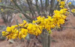 11/12/2025 - En el tercer encuentro de "Plantas de Mi Patria", el Ingeniero Agrónomo y Docente Antonio…