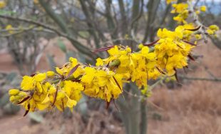 11/12/2025 - En el tercer encuentro de "Plantas de Mi Patria", el Ingeniero Agrónomo y Docente Antonio…