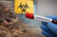 21/01/2026 - El Ministerio de Salud de la Nación confirmó que se reforzó el seguimiento epidemiológico ante el aumento de casos de hantavirus,&hellip;